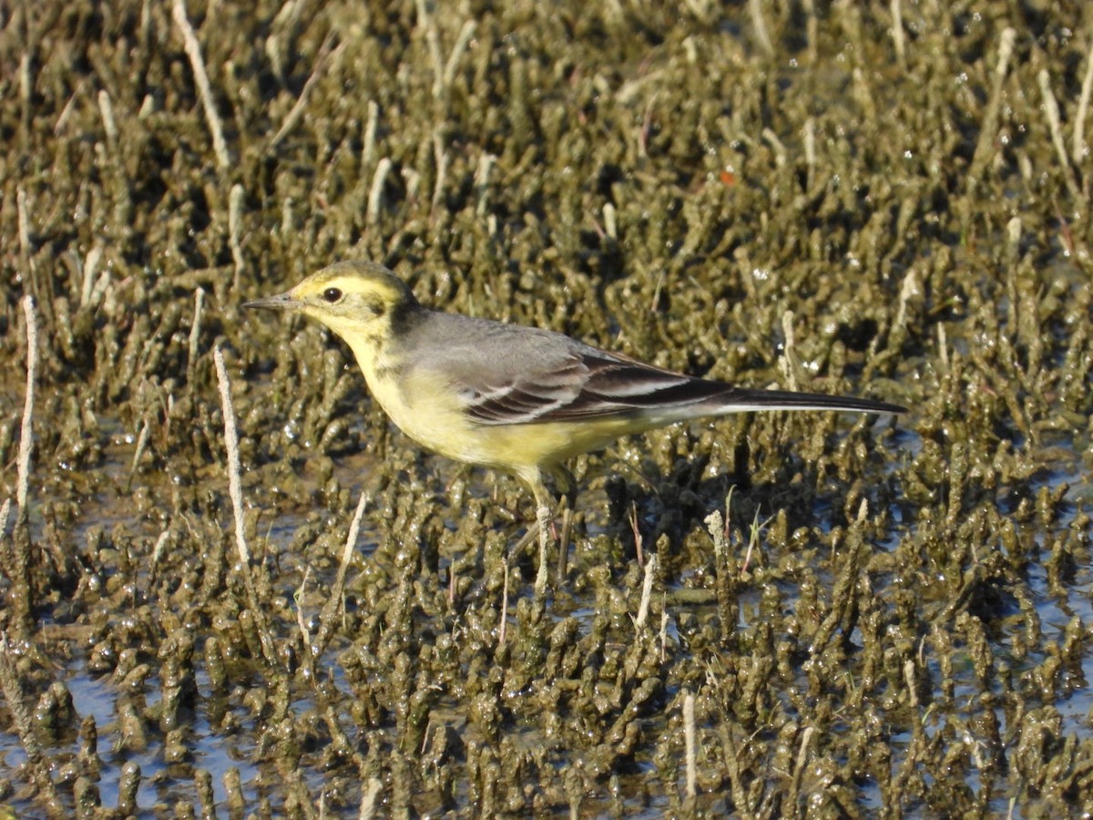נחליאלי לימוני - ML647076591