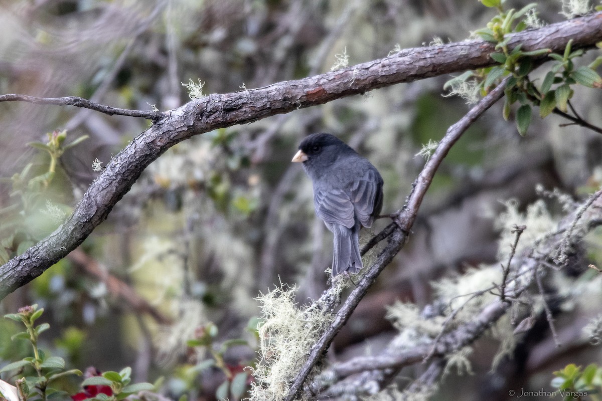 Schlankschnabel-Samenfresser - ML647076592