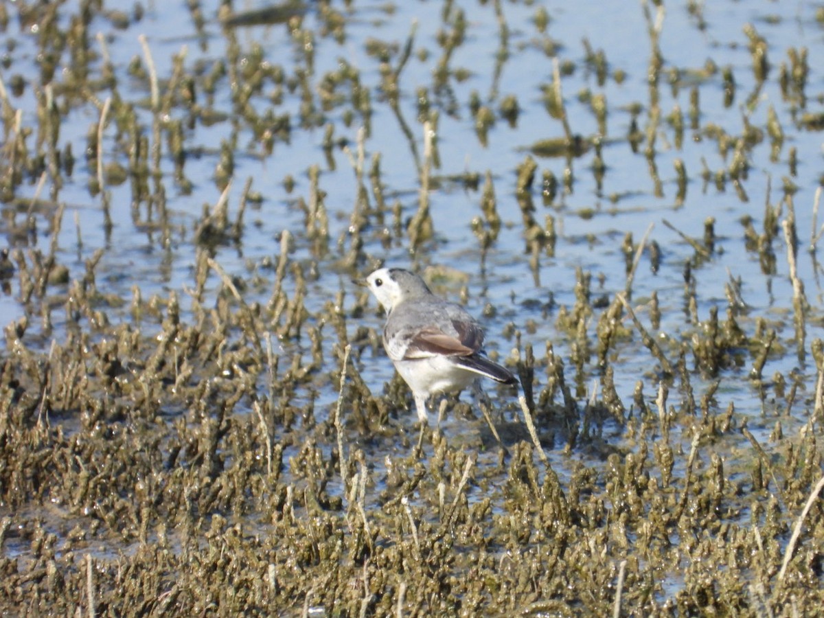 White Wagtail - ML647076597