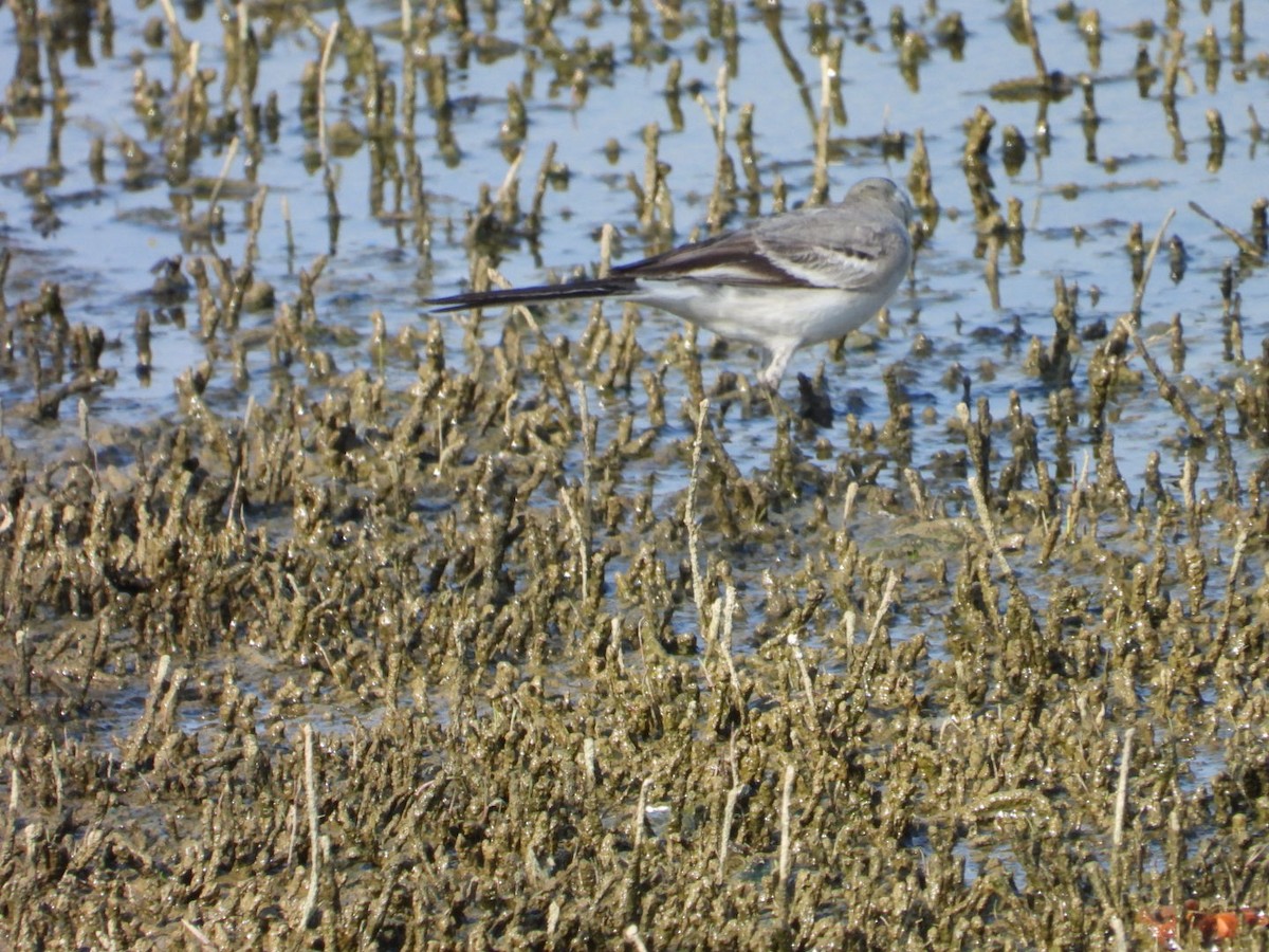 White Wagtail - ML647076598