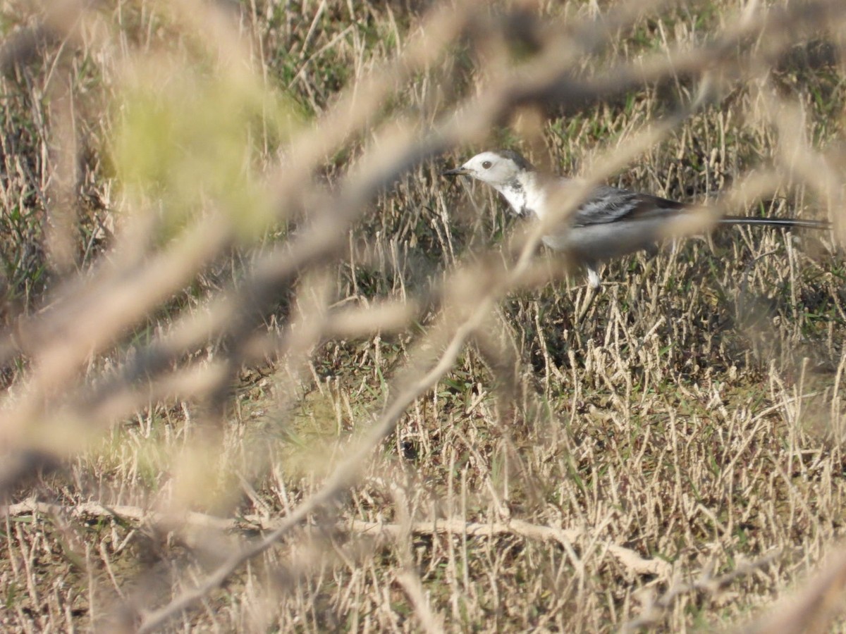 White Wagtail - ML647076599