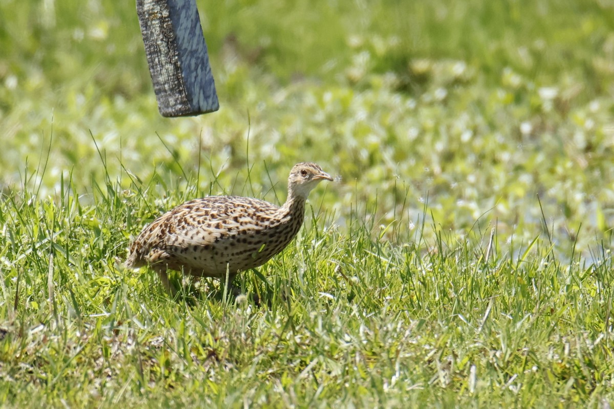 Spotted Nothura - ML647076600