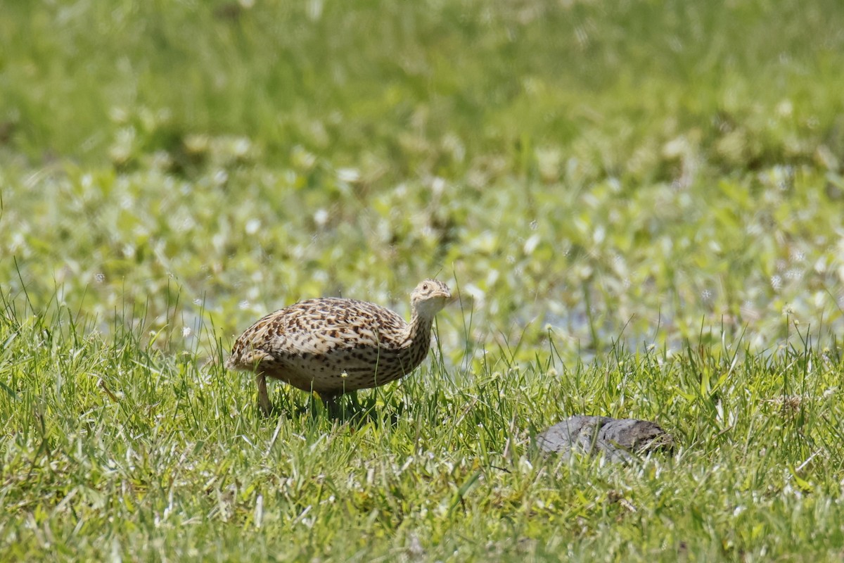 Spotted Nothura - ML647076601