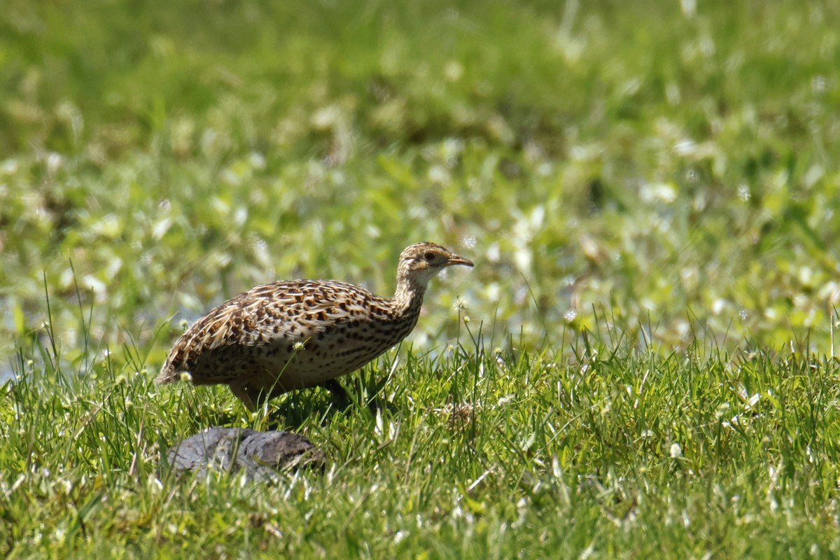 Spotted Nothura - ML647076602