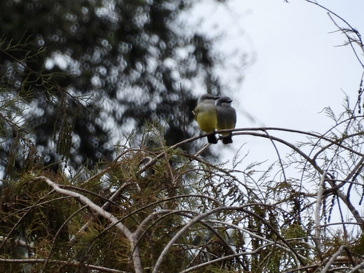 krattkongetyrann - ML647076604