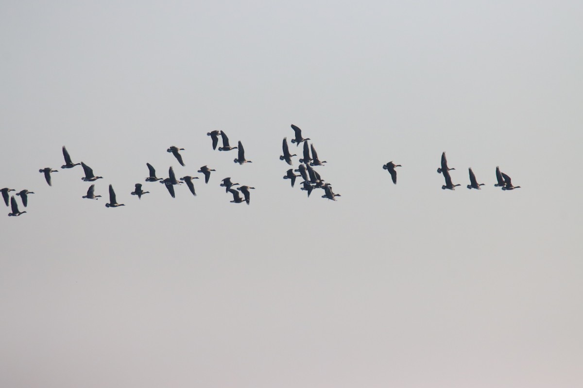 Гуска мала - ML647076617