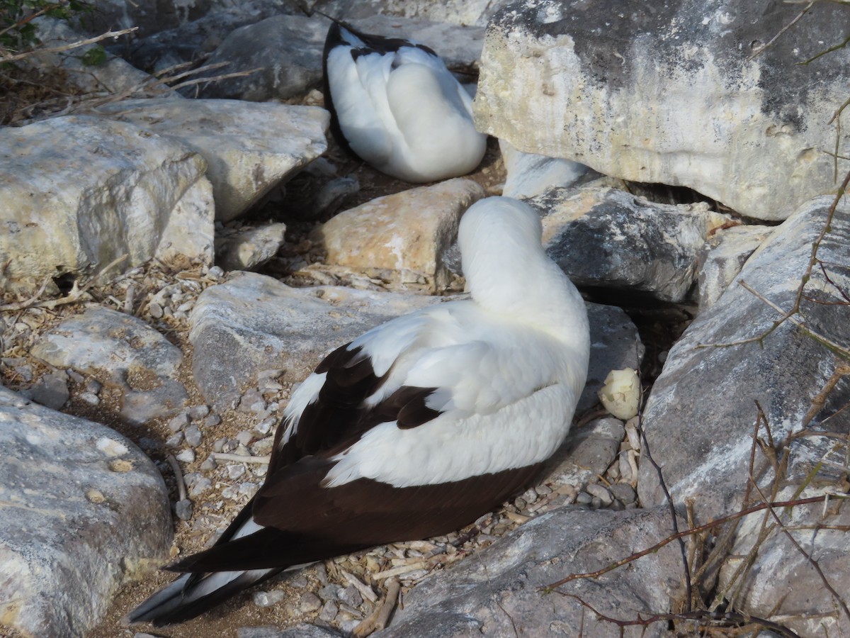 Nazcatölpel - ML647076618