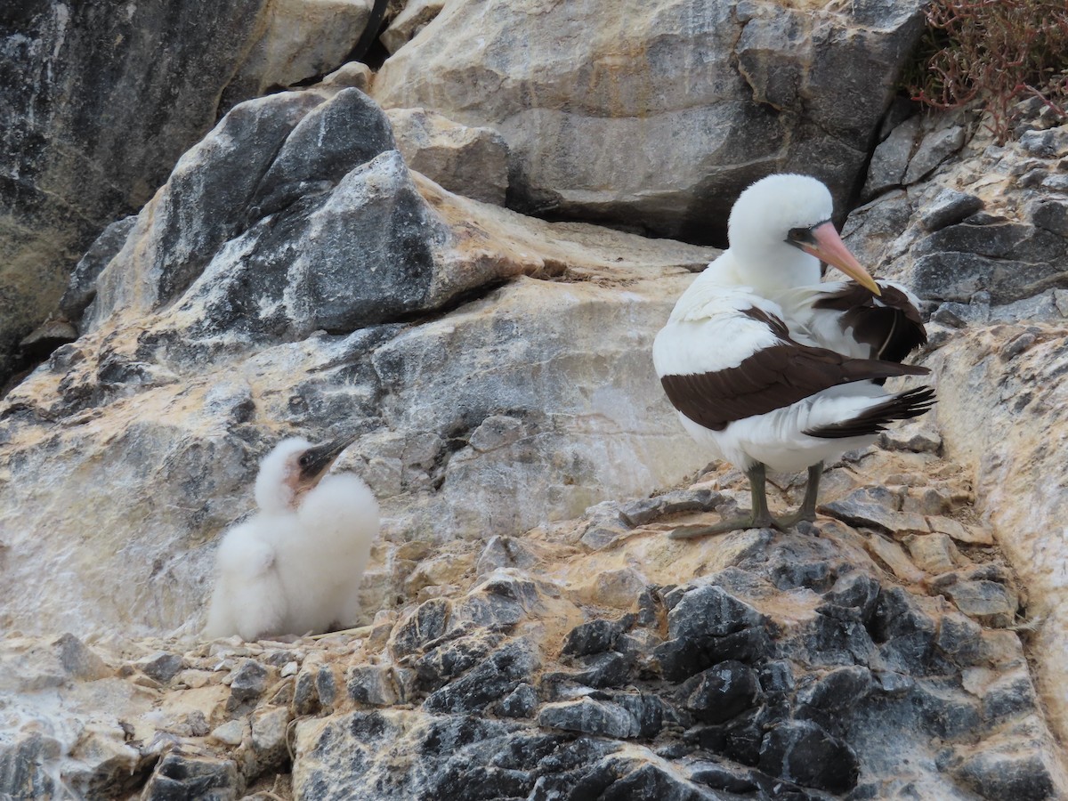 Nazcatölpel - ML647076619