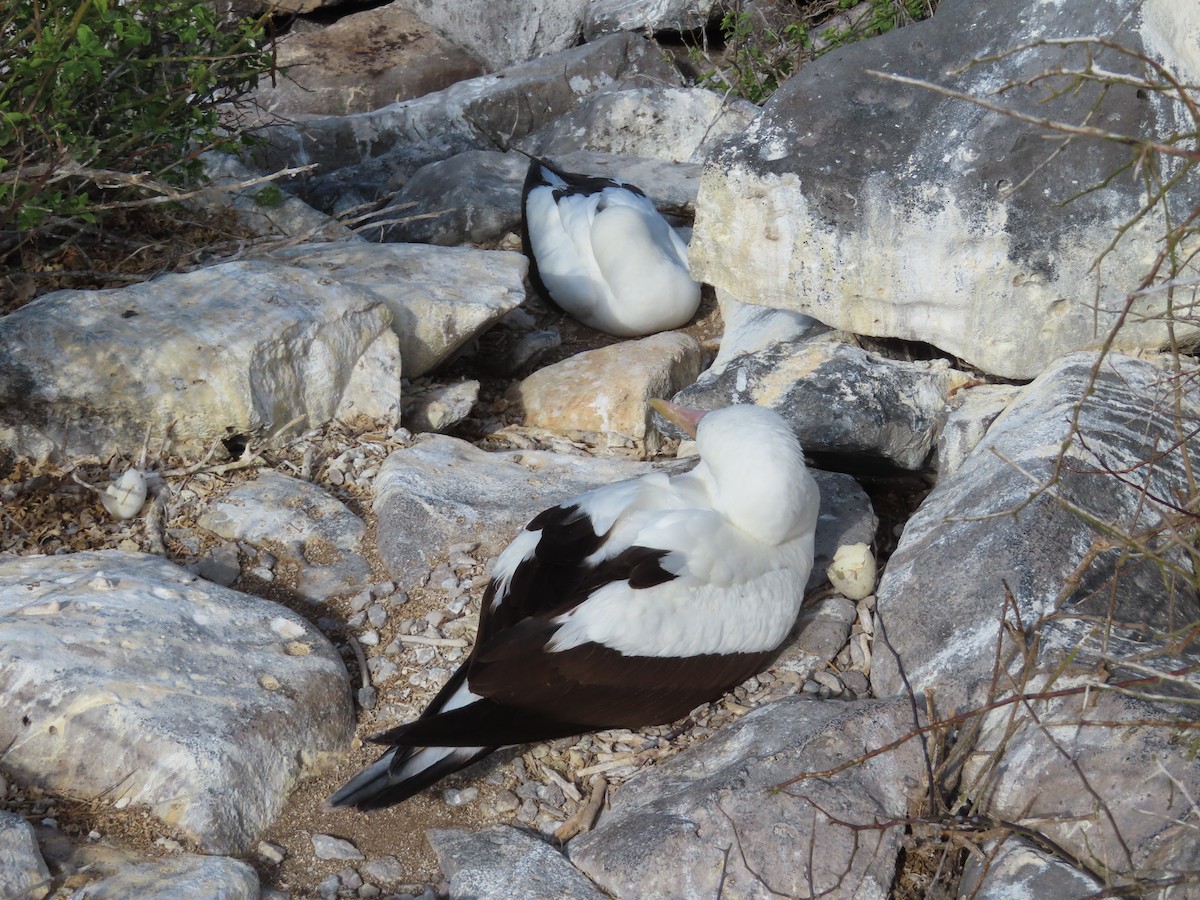 Nazcatölpel - ML647076620