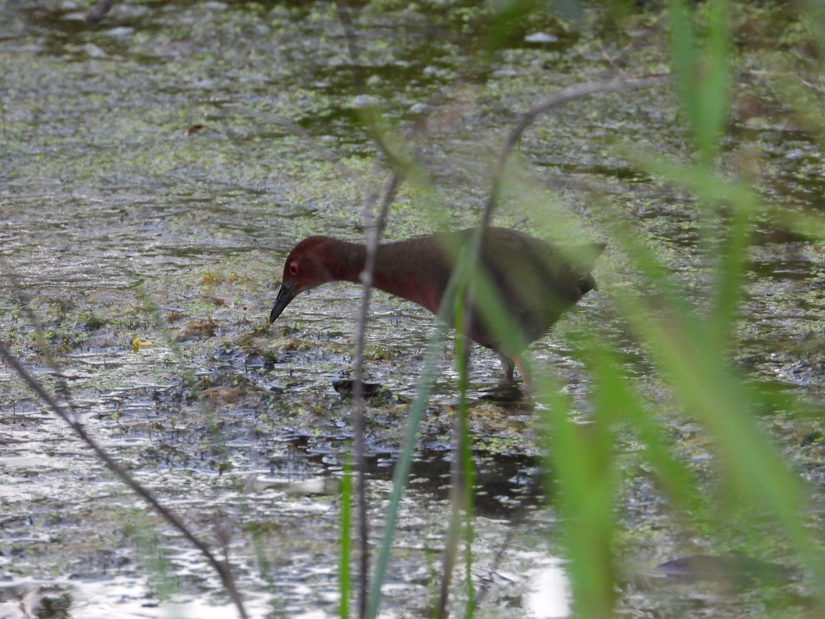 Ruddy-breasted Crake - ML647076621