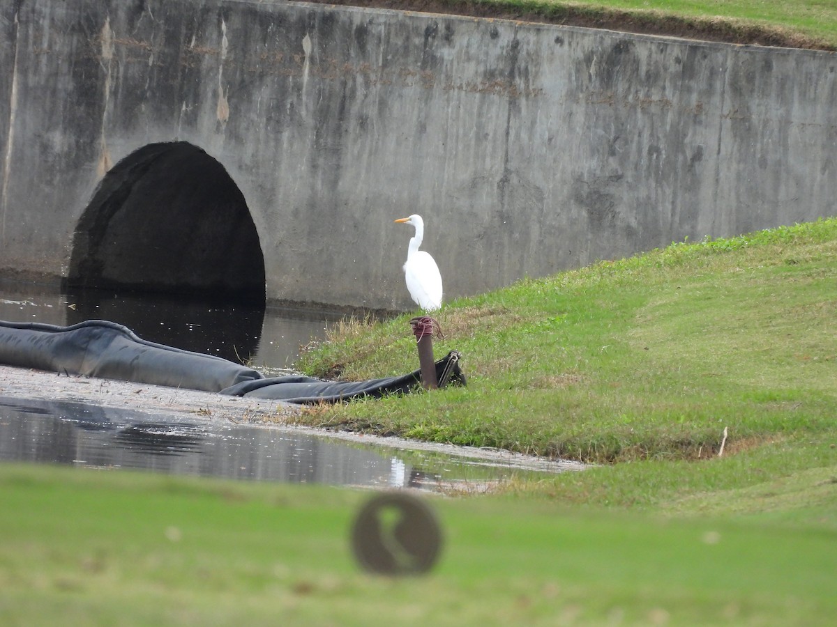 Great Egret - ML647076624