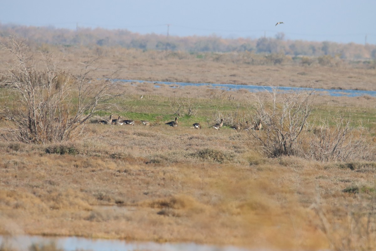 Гуска мала - ML647076627