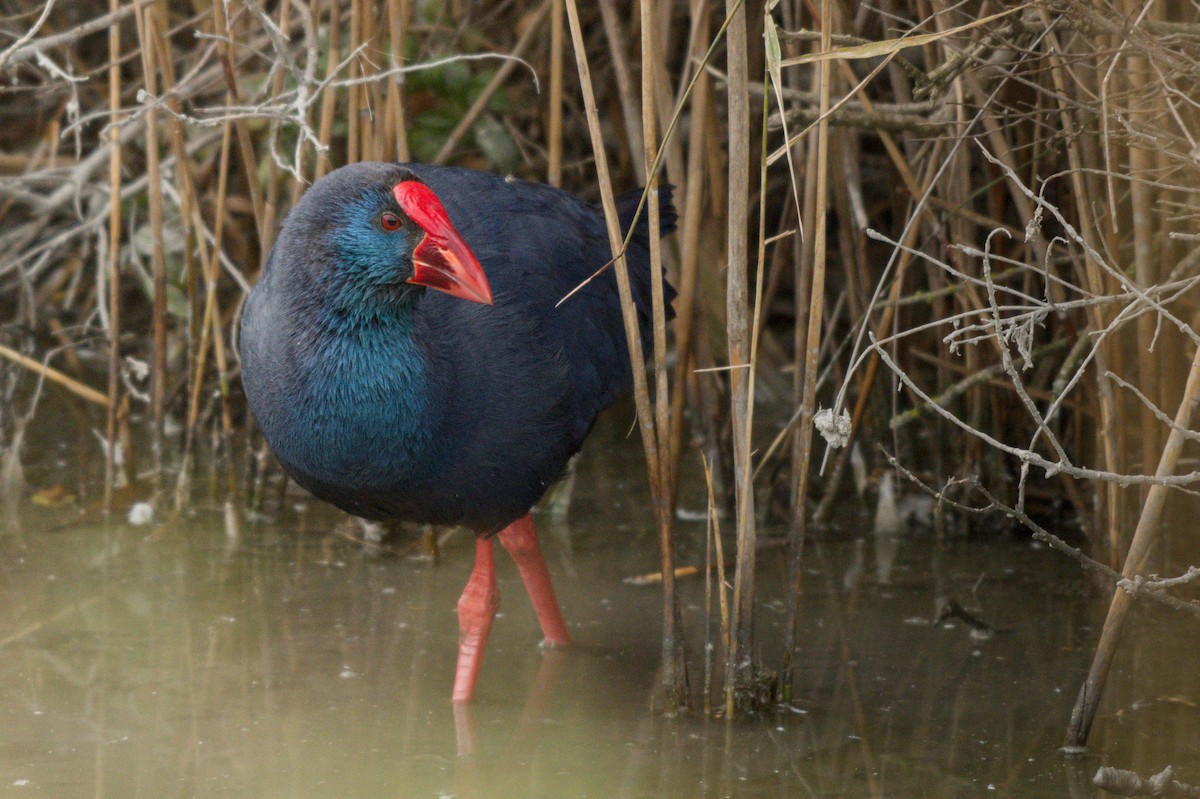 Western Swamphen - ML647076655