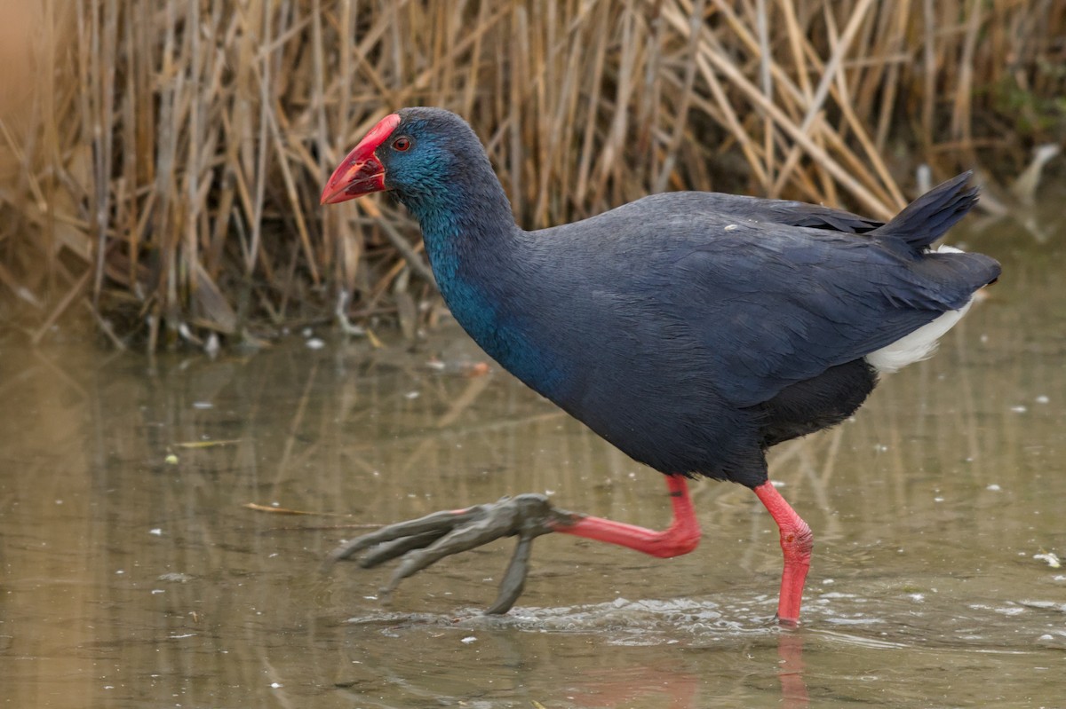 Western Swamphen - ML647076656