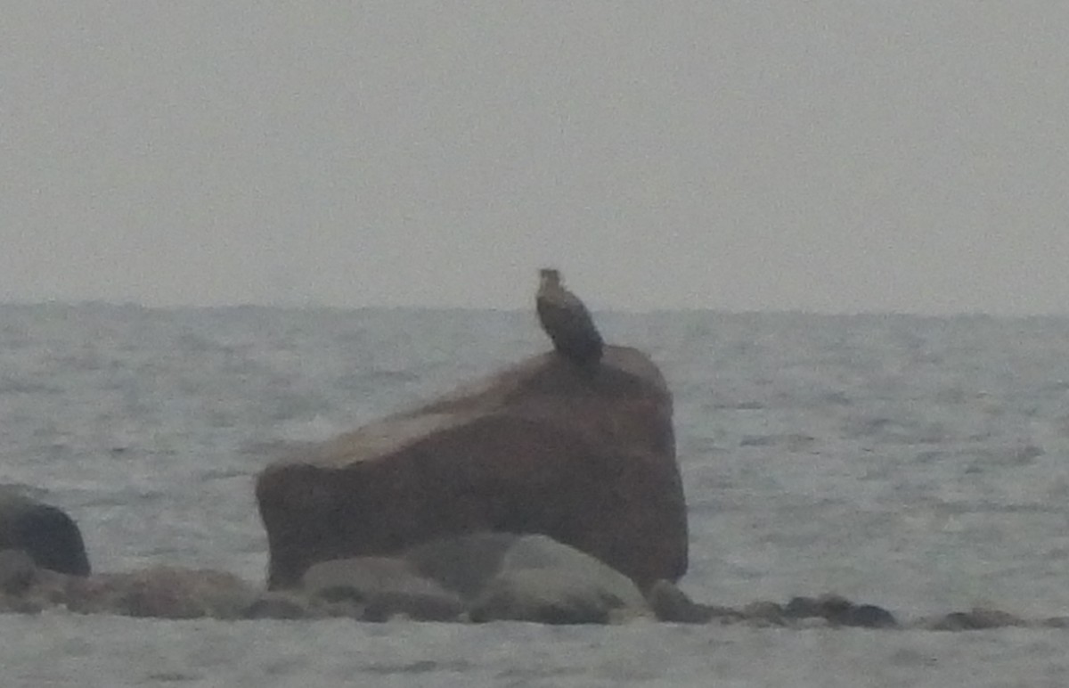 White-tailed Eagle - ML647076673