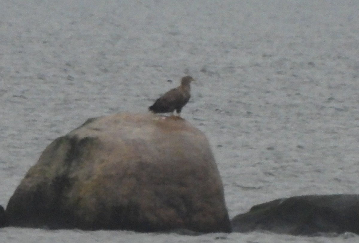 White-tailed Eagle - ML647076674