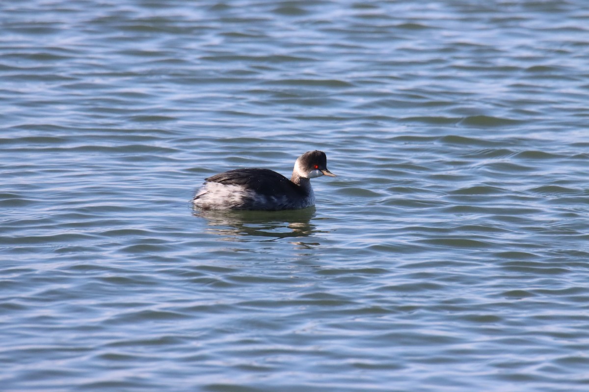 Eared Grebe - ML647076680