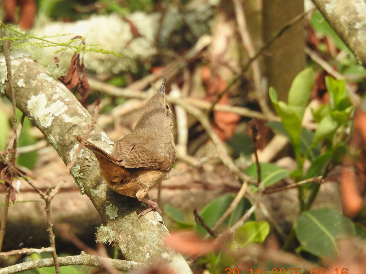 Southern House Wren - ML647076687