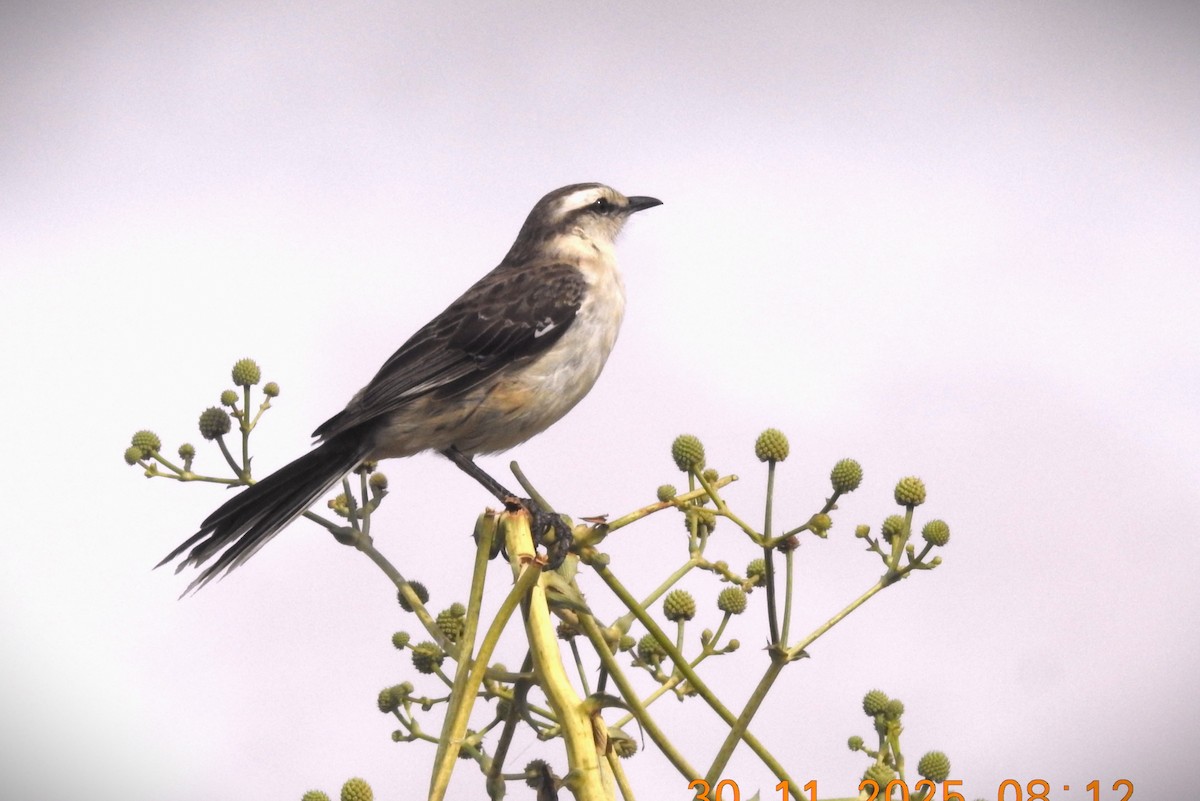 Chalk-browed Mockingbird - ML647076695