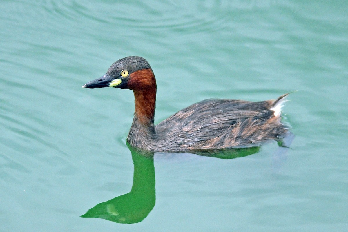 Little Grebe - ML647076696