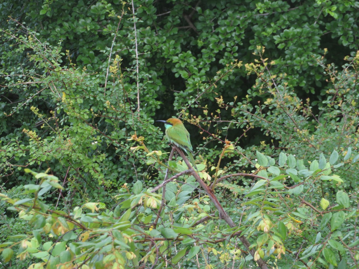 Asian Green Bee-eater - ML647076700