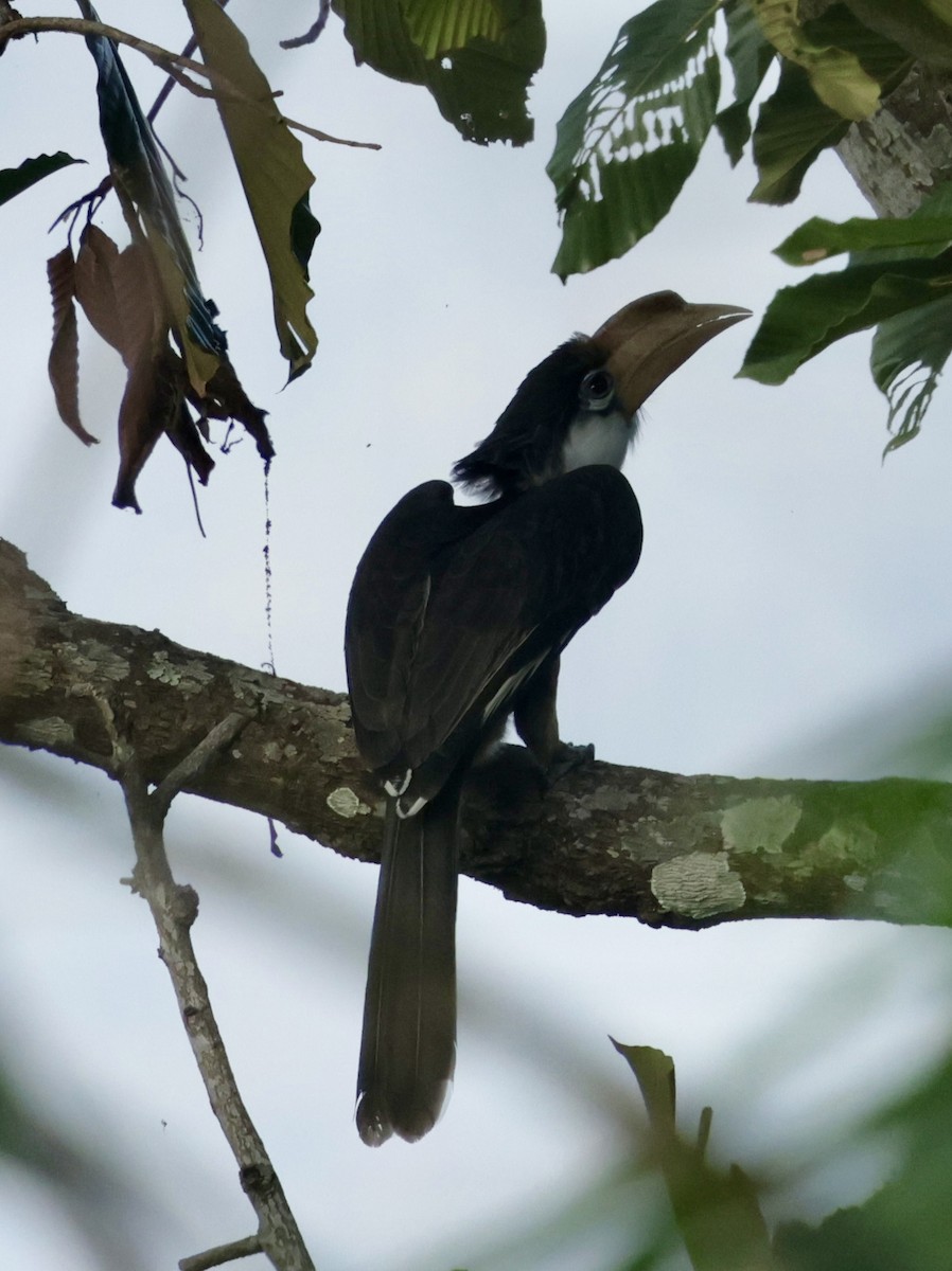 Brown Hornbill - ML647076701