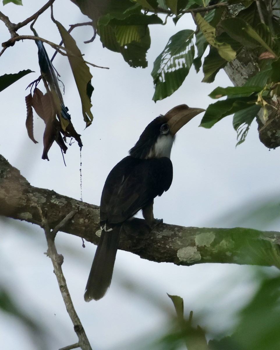 Brown Hornbill - ML647076702