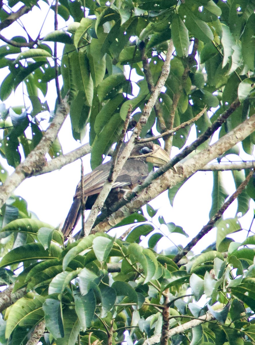 Brown Hornbill - ML647076703