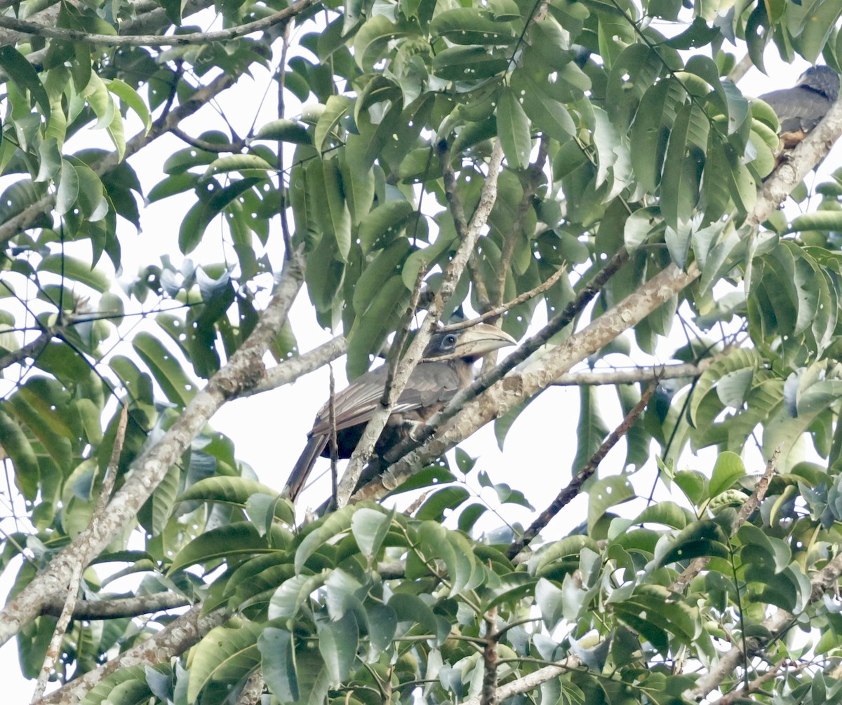 Brown Hornbill - ML647076704