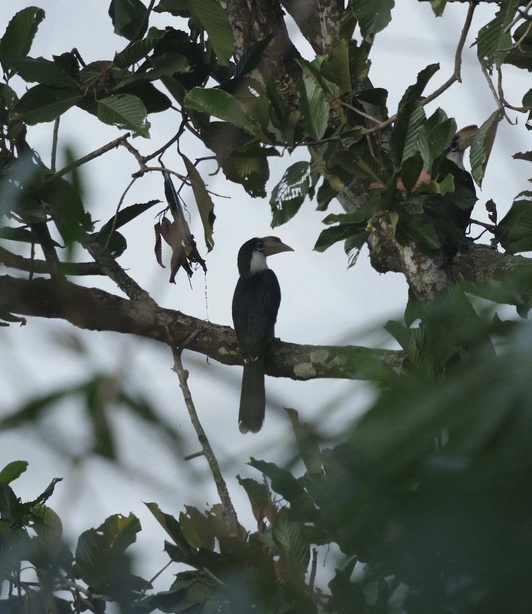 Brown Hornbill - ML647076705