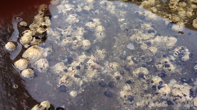 キタアメリカフジツボ - ML647076712