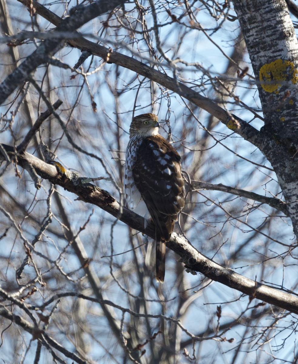 Cooper Atmacası - ML647076722