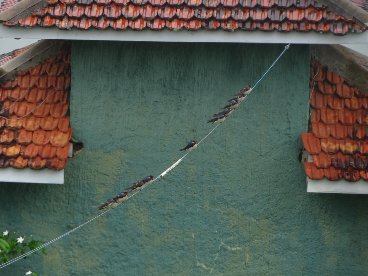 Barn Swallow - ML647076726