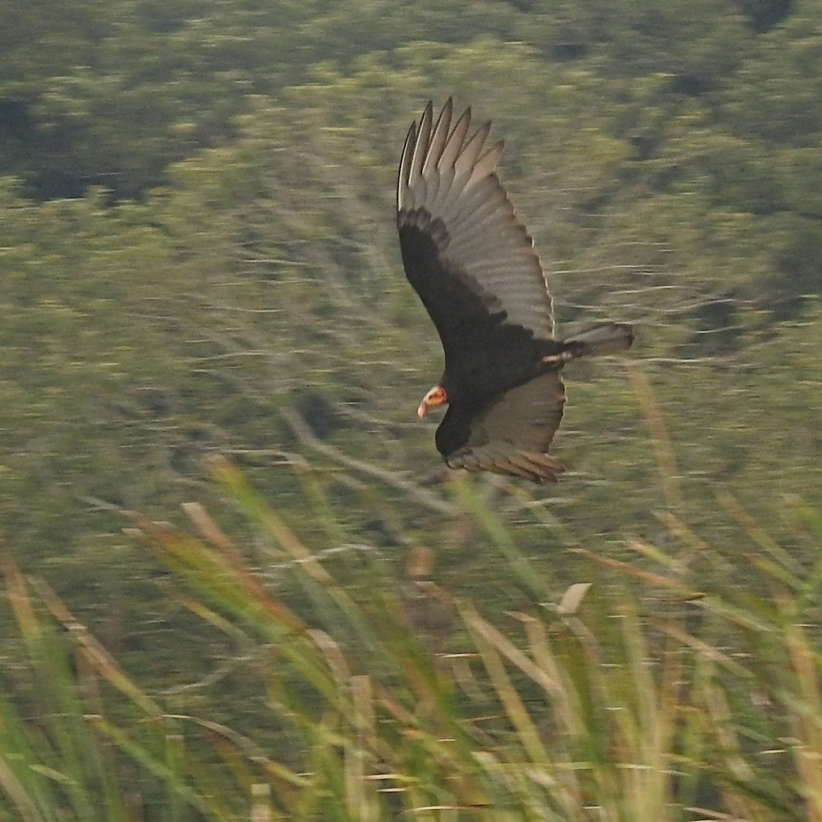 myrkondor - ML647076727