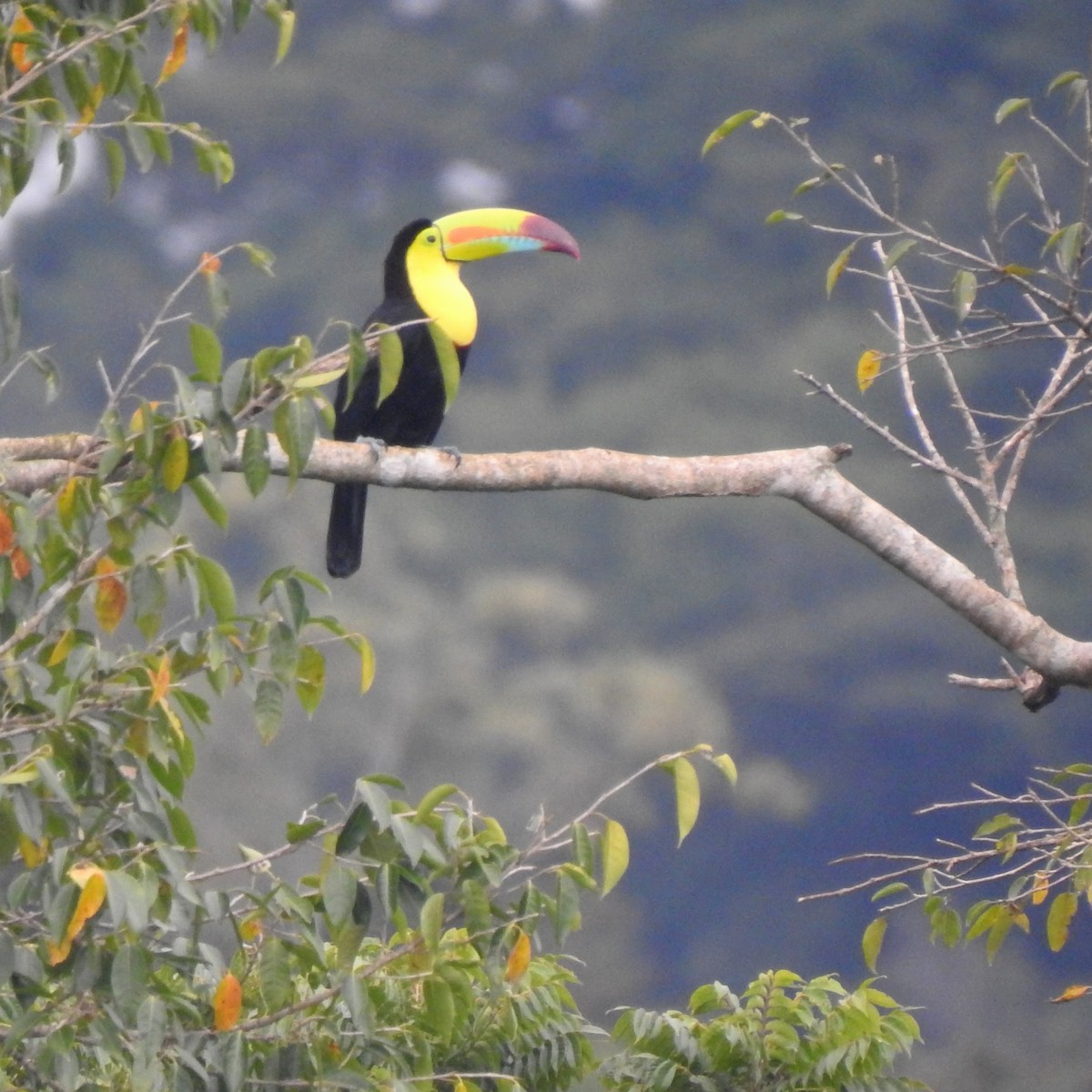 Радужный тукан - ML647076731