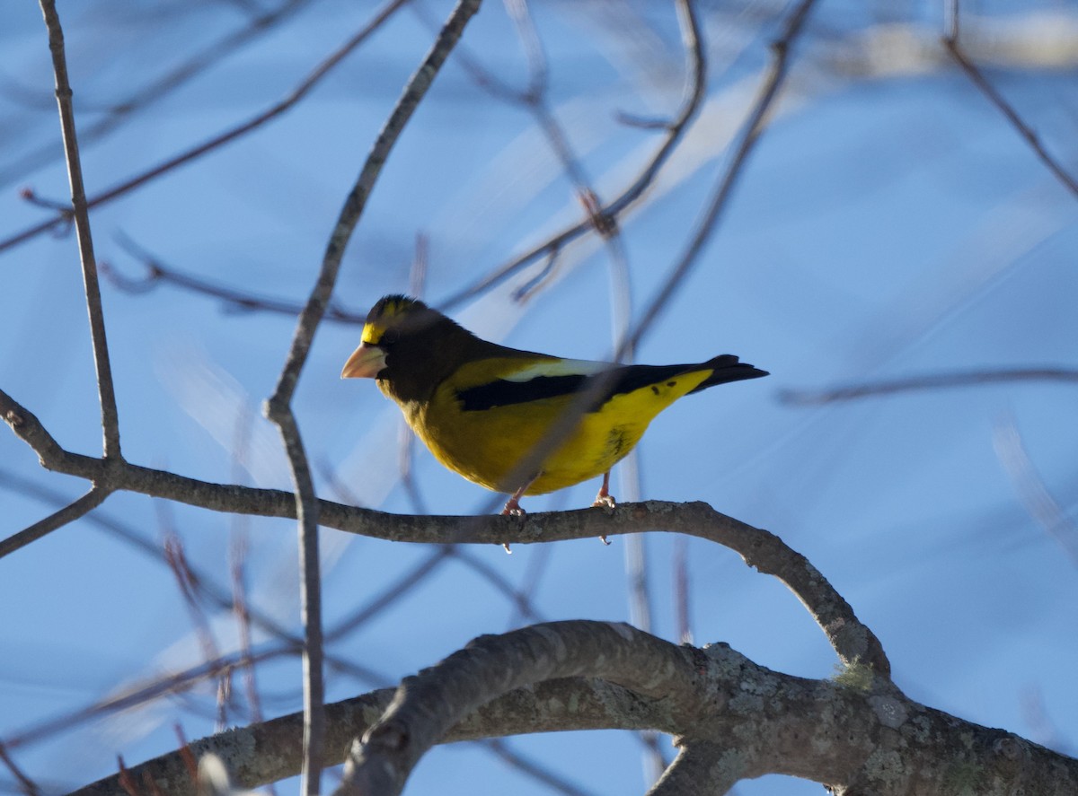 Sarı Kaşlı Kocabaş - ML647076733
