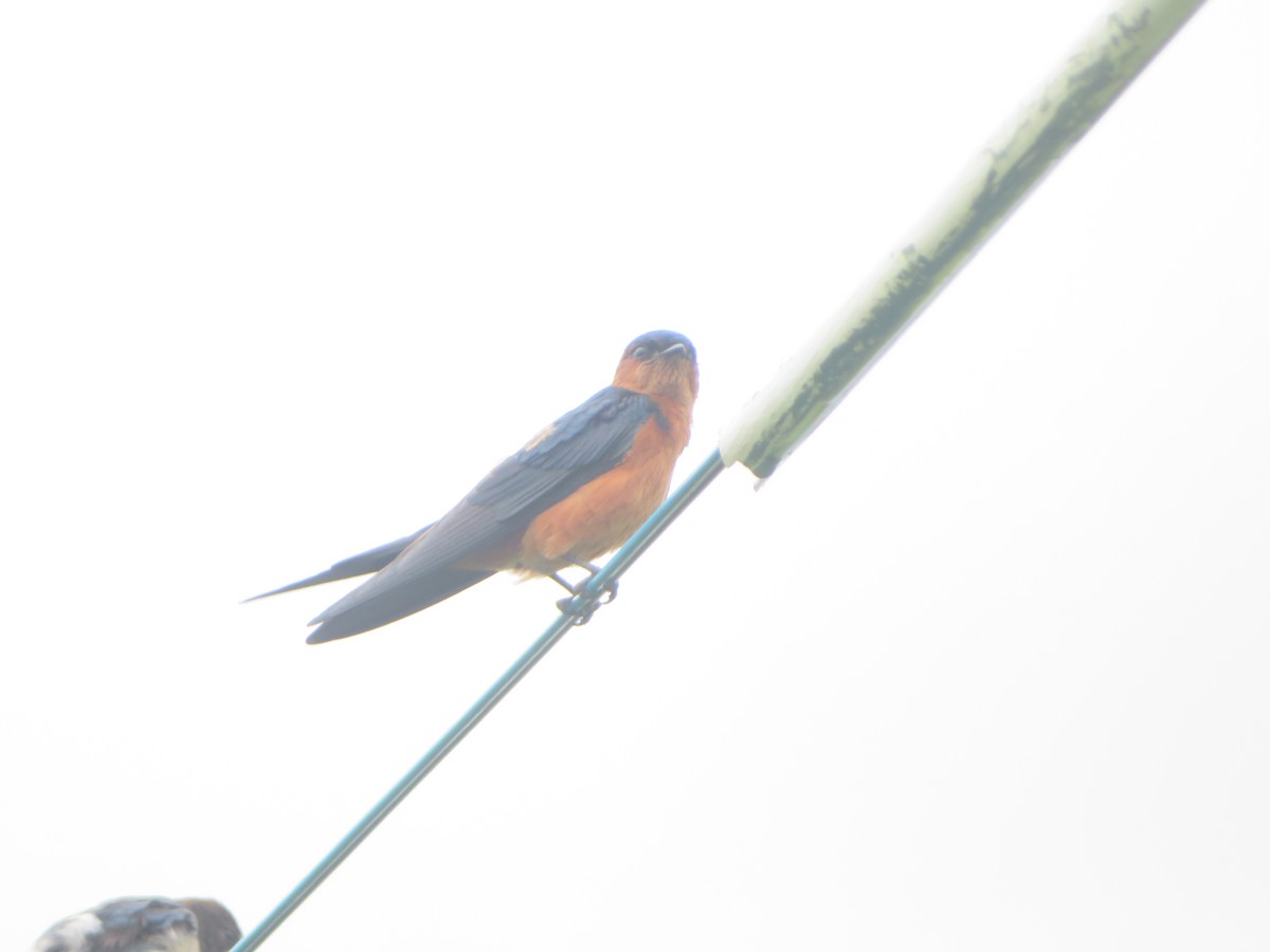 Sri Lanka Swallow - ML647076738