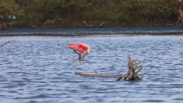 ベニヘラサギ - ML647076742