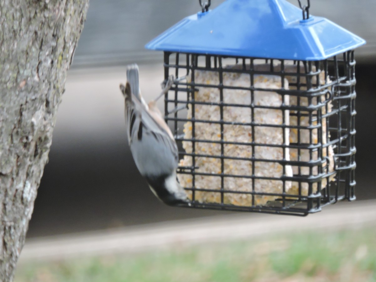 brhlík běloprsý - ML647076746