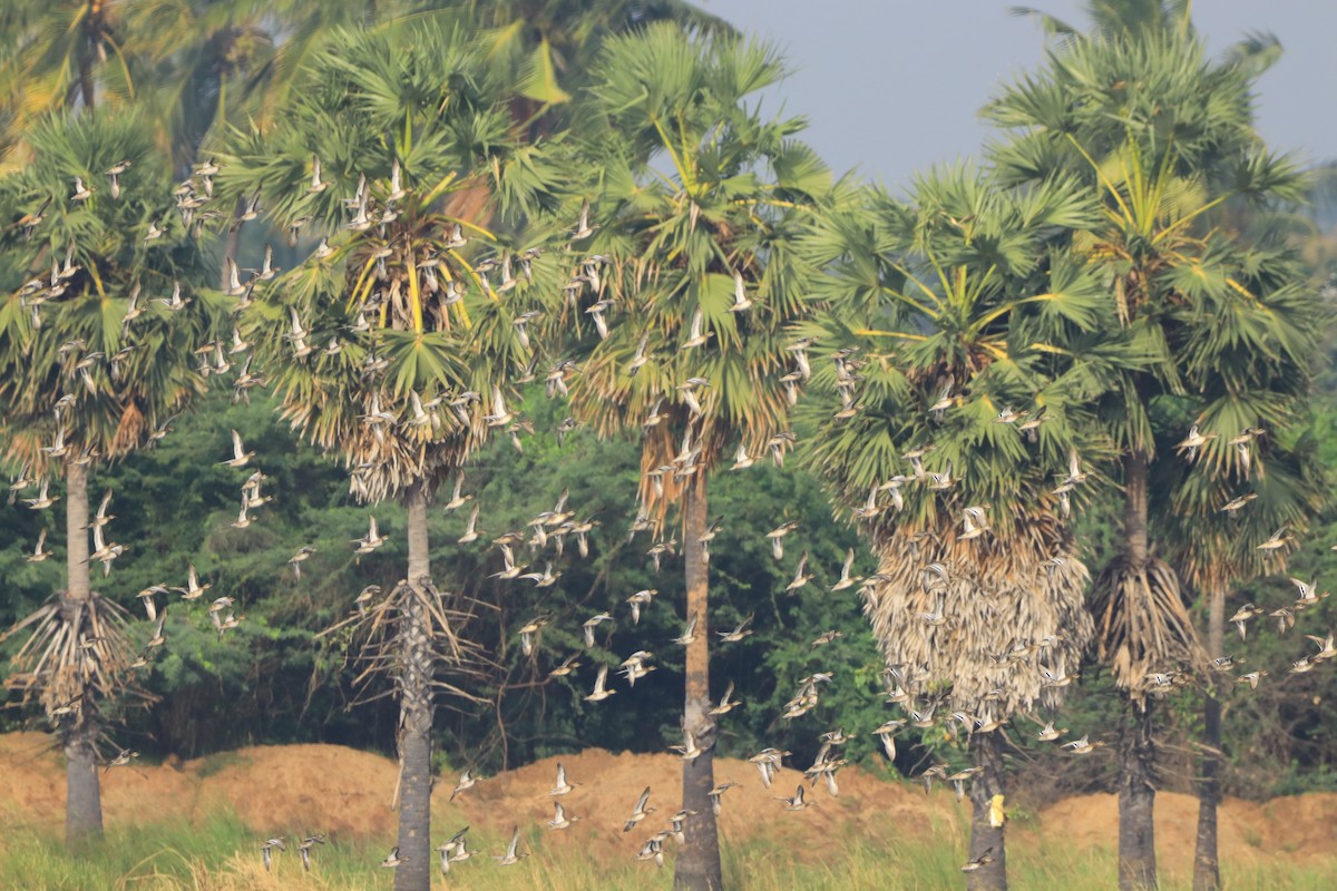 鴨亞科(鴨類) - ML647076749