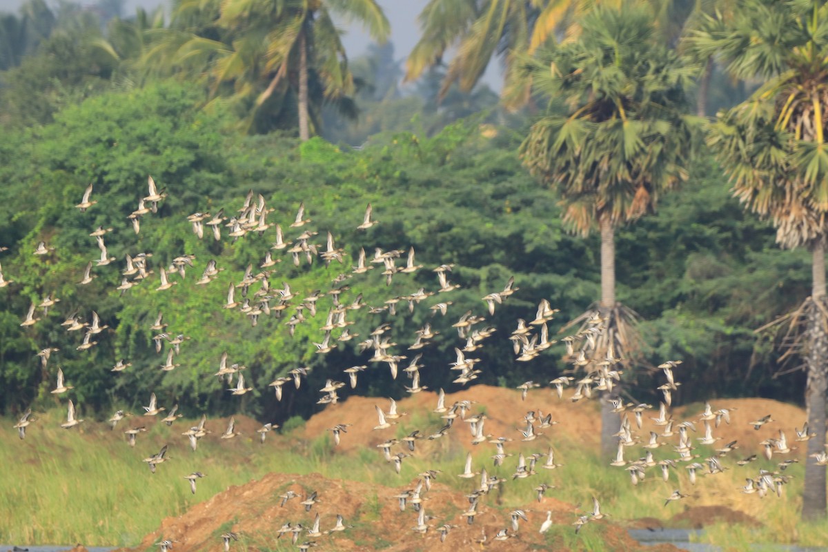 鴨亞科(鴨類) - ML647076750