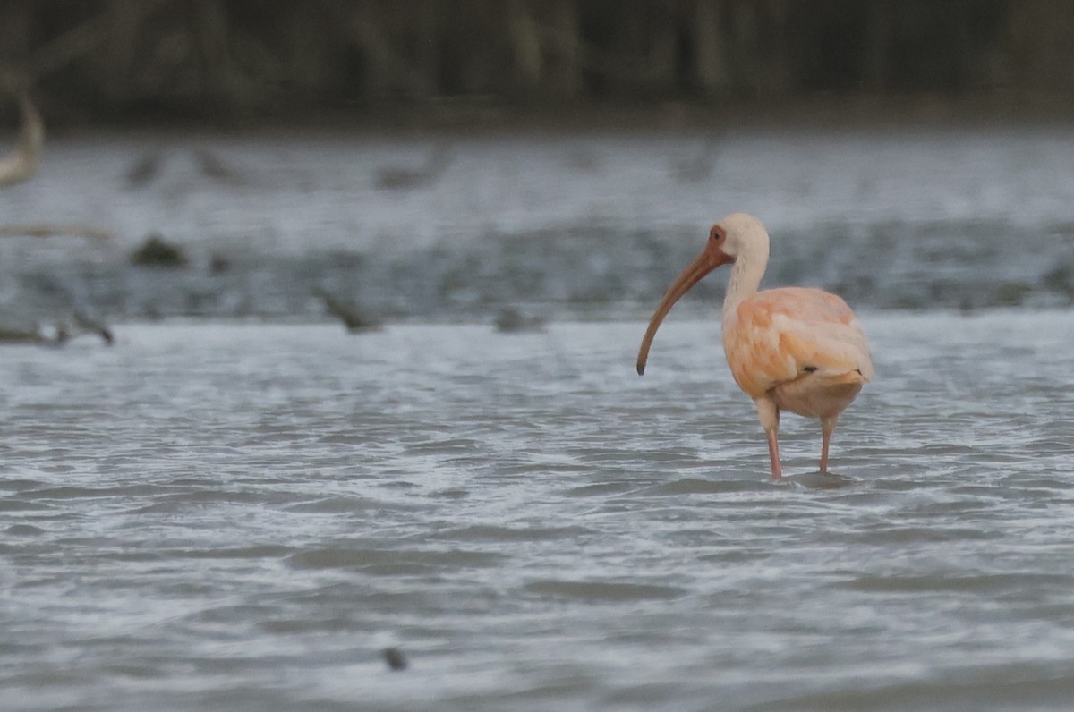 雑種 シロトキ ｘ ショウジョウトキ - ML647076751