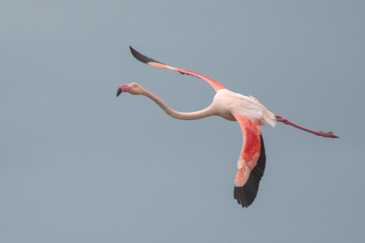 ヨーロッパフラミンゴ - ML647076752