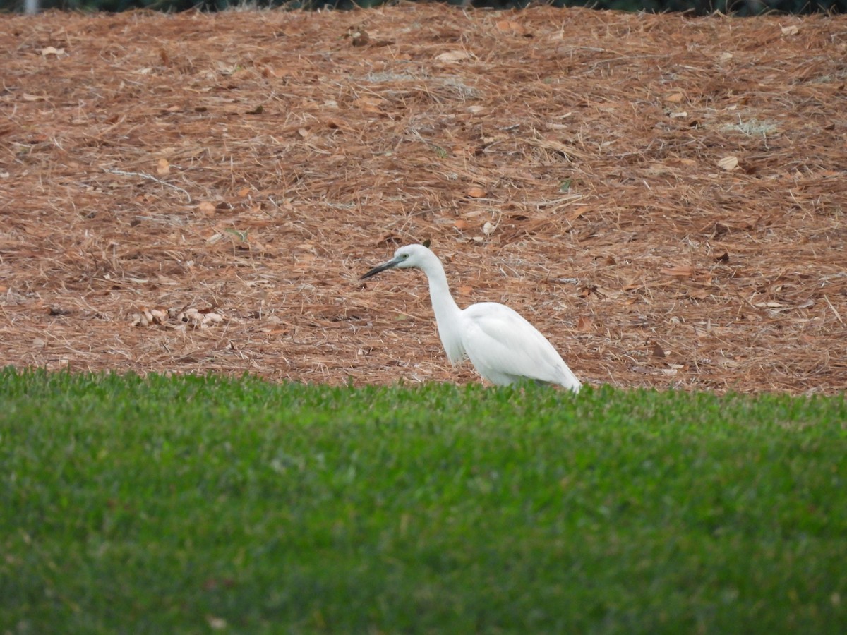 ユキコサギ - ML647076753