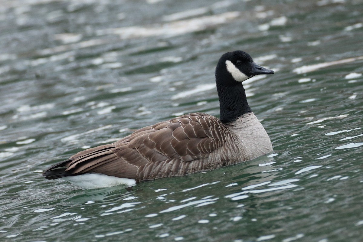 カナダガン - ML647076754