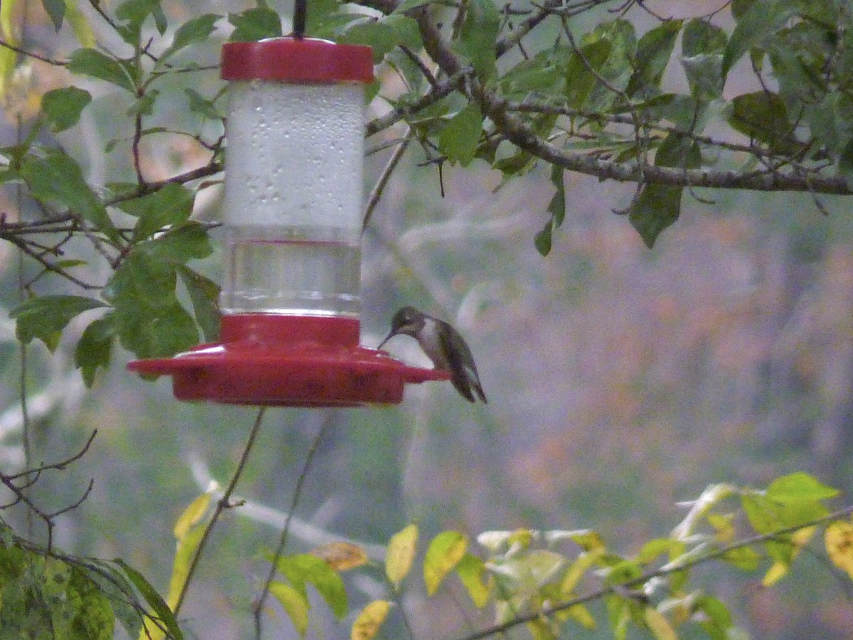 ノドアカハチドリ - ML647076755