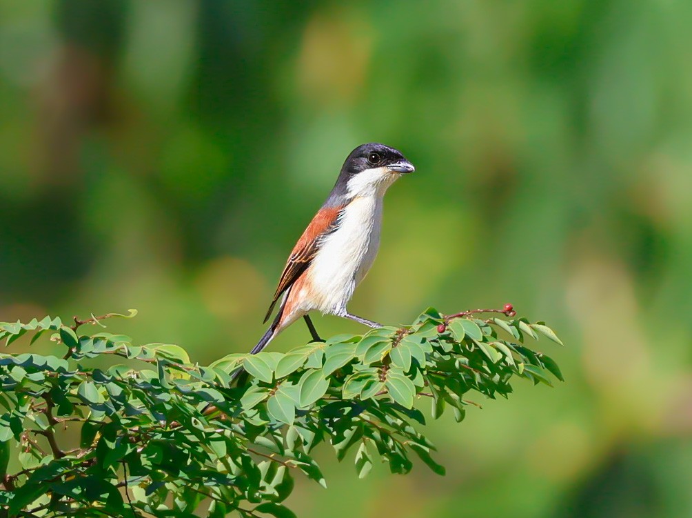 ハイガシラモズ - ML647076756