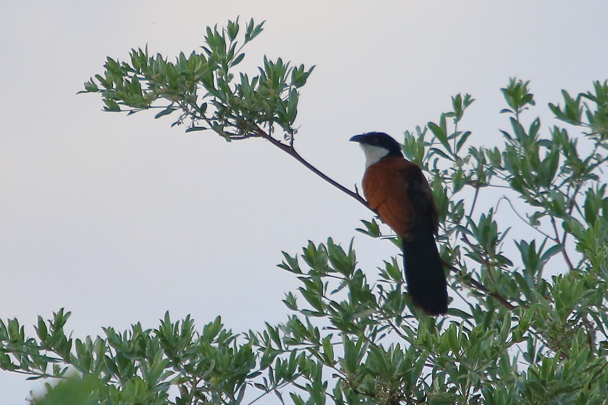 セネガルバンケン - ML647076757