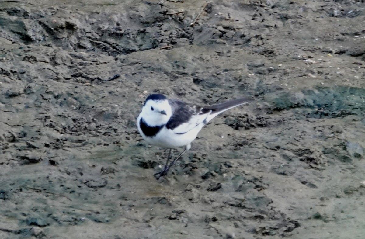 ハクセキレイ - ML647076758