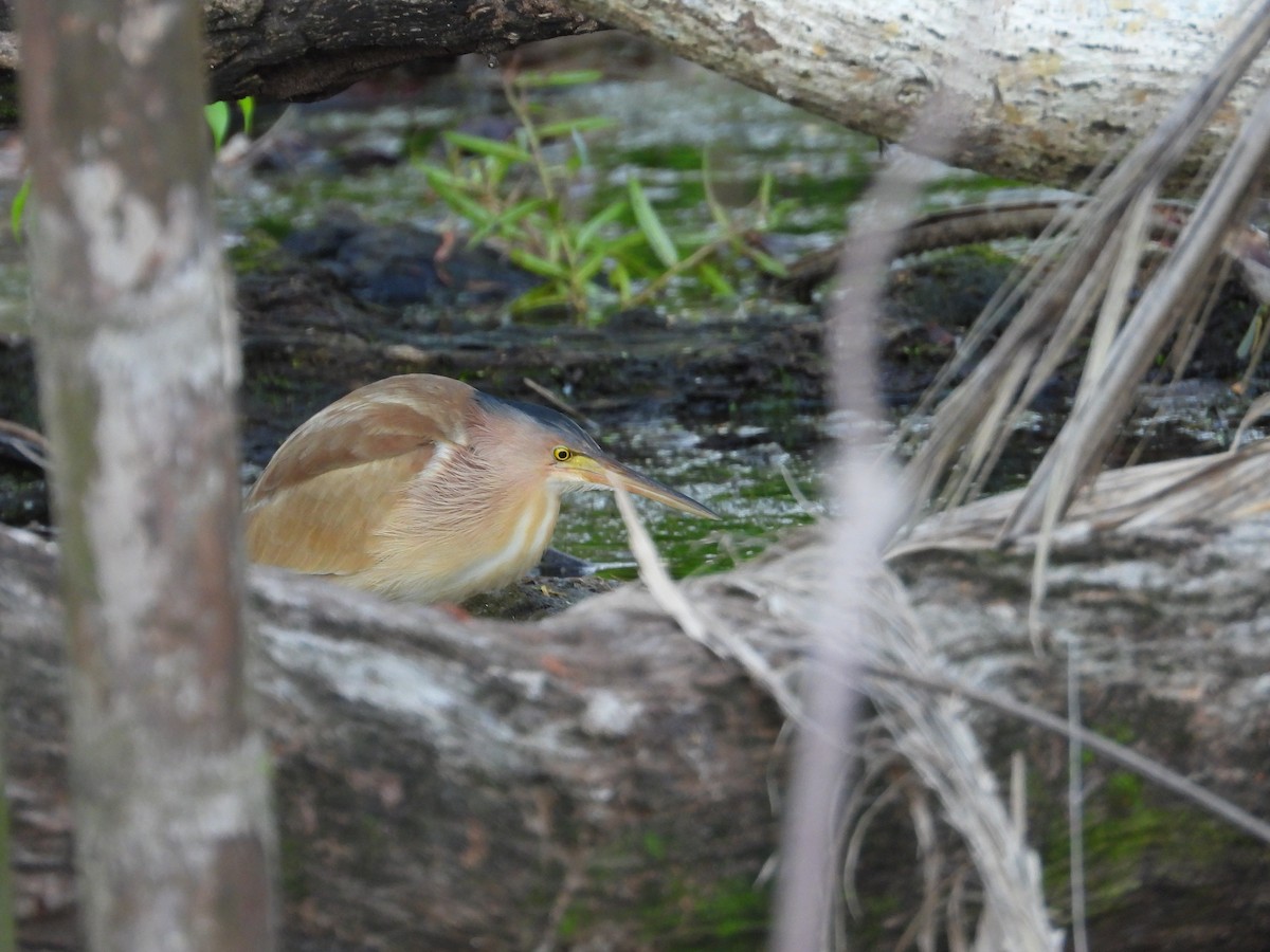 ヨシゴイ - ML647076759